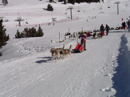 Les Chiens (2006)